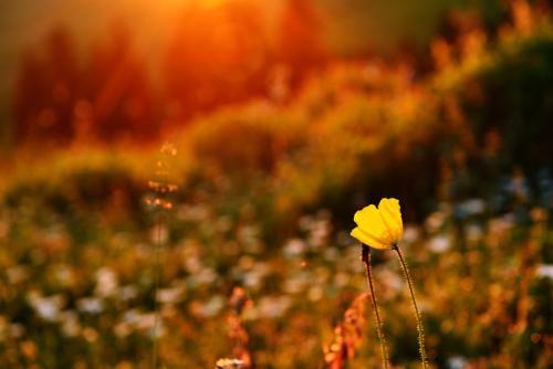 u=2892438446,3357773050&fm=26&gp=0.jpg u=2892438446,3357773050&fm=26&gp=0.jpg